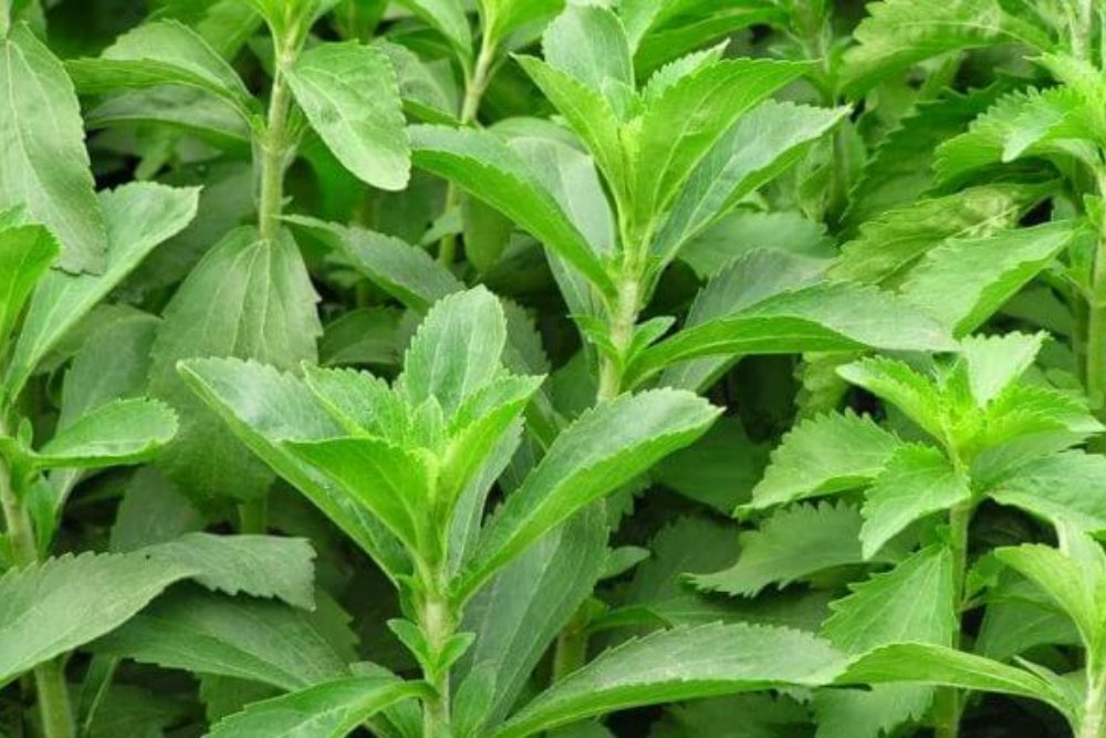 Tanaman stevia yang sering dijadikan pengganti gula
