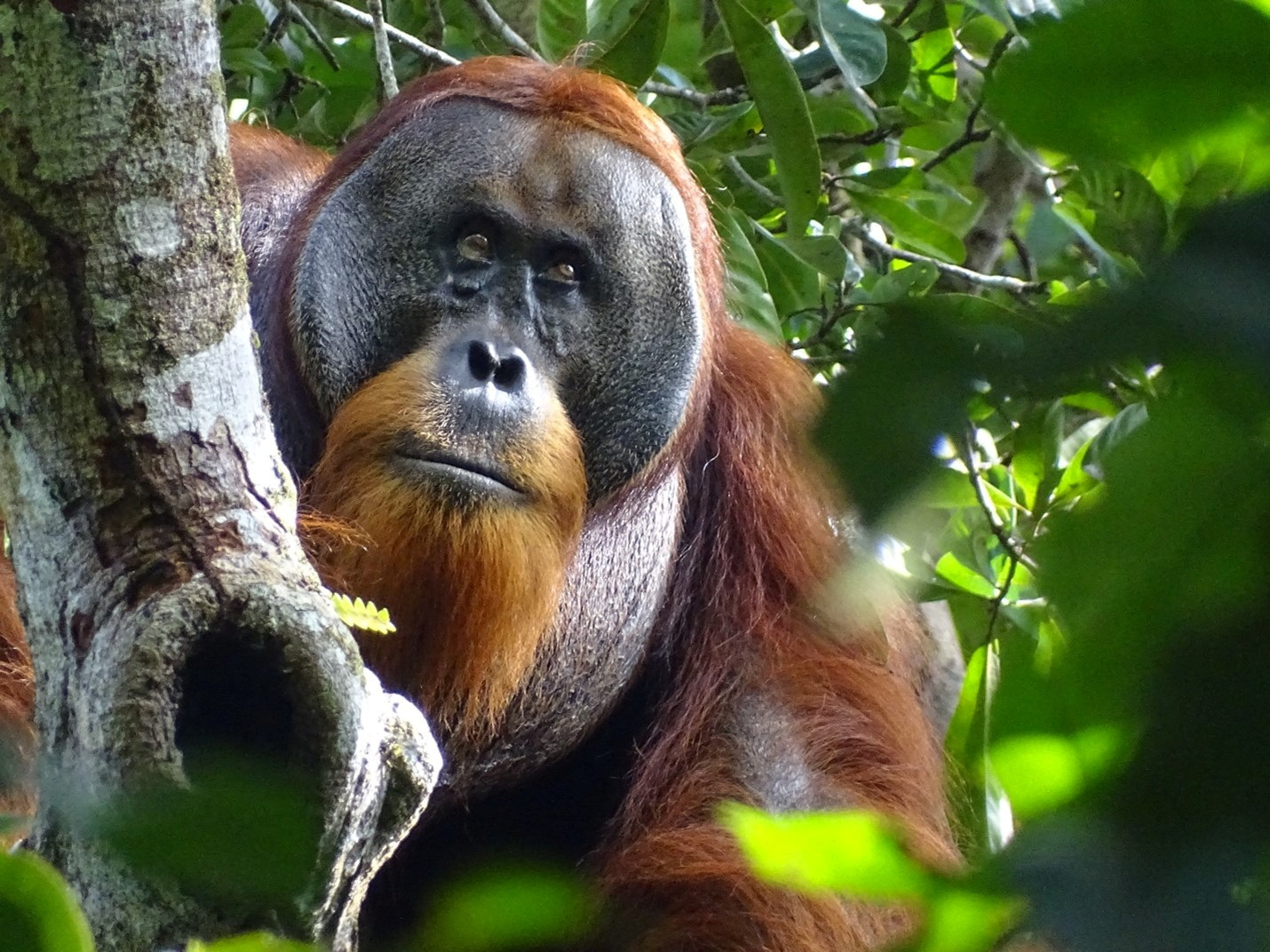 Seekor orangutan Sumatra jantan bernama Rakus terlihat dua bulan setelah mengobati luka sendiri menggunakan tanaman obat di lokasi penelitian Suaq Balimbing.jpg